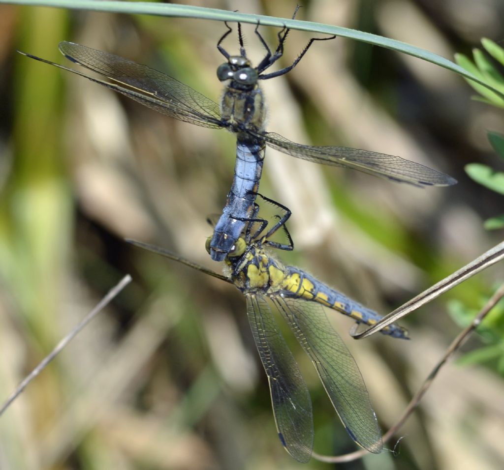 Orthetrum cancellatum